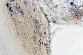 Best Black Mold Removal  in Highlands, TX